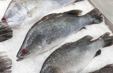 Frozen giant seaperch