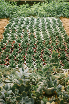 High angle view of aloe vera plan in Greenhouse