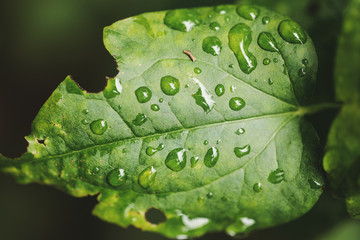 Close up of green leaf with raindrops on it