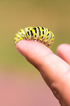 Monarch Caterpillar