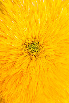 Close up of sunflower