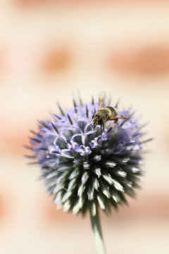 Close-up of bee on echinops flower