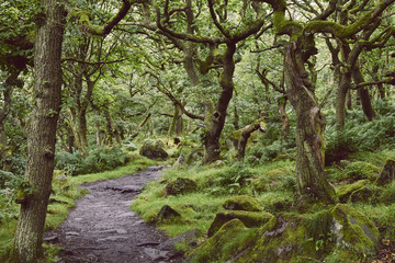 Path through ancient Oak woodland. Padley Gorge, Derbyshire, UK.