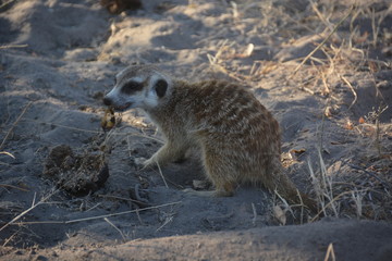 A meerkat is eating scorpion, Makgadikgadi pans, Kalahari desert, Botswana, Africa
