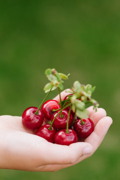 Child's hand holding a bunch of cherries