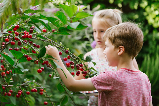 Children picking cherries from a tree in their garden at home