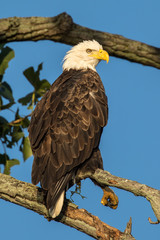 Perched Bald Eagle