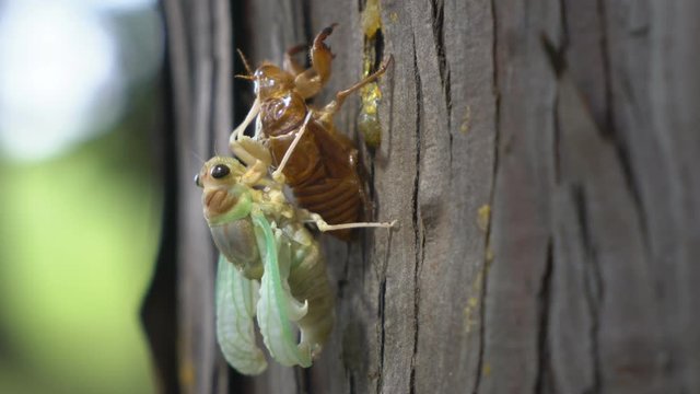 Emergence of cicada with buzzing of cicadas