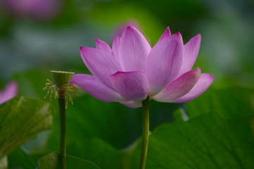 Obraz premium lotus