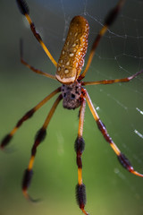 Golden Orb Spider