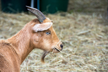 brown buck goat with horns eating hay