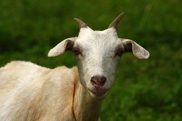 Goat eating grass in a field