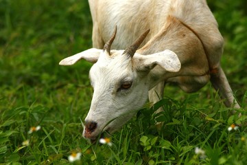 Goat eating grass in a field