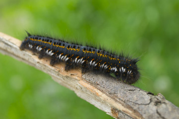 caterpillar