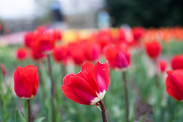 Tulips