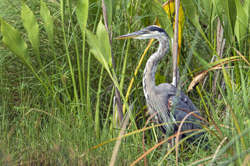 Great blue heron in tall grass.
