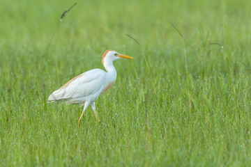 Fototapeta premium Cattle egret in field.