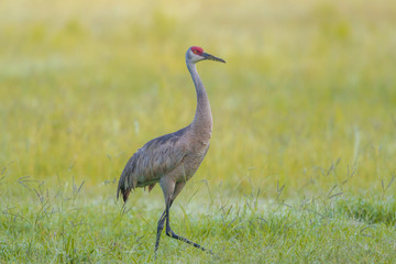 Obraz na płótnie Canvas Sandhill crane walks in grass.