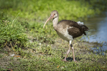 Juvenile ibis walks on grass.