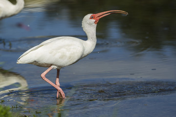 Ibis swallows down water.