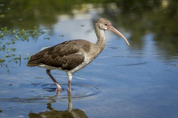 Young ibis wades in water.