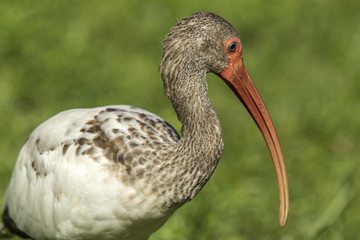 Closeup of young ibis.