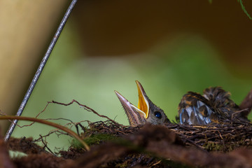 baby yiguirro - clay colored thrush