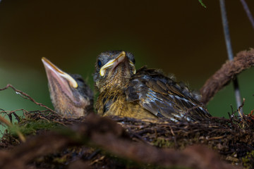 baby yiguirro - clay colored thrush