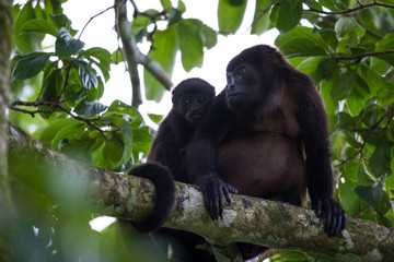 baby howler monkey with his mother
