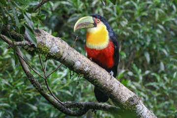 Red-breasted Toucan