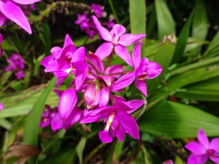ant crawling on a purple flower