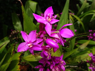 ant crawling on a purple flower