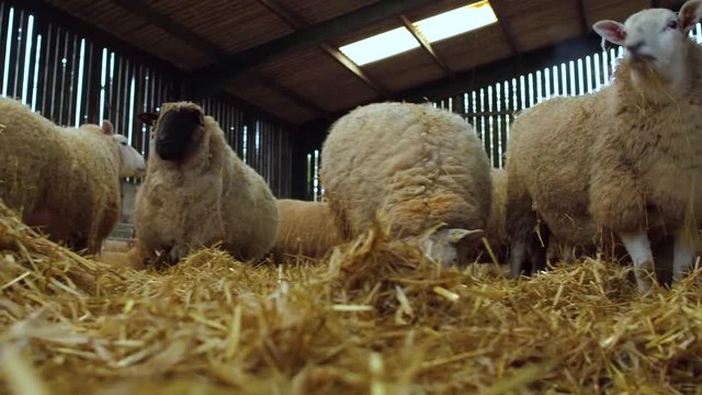 heavily pregnant ewe sheep rest in a barn