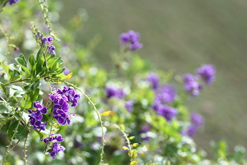 Background of Purple flower bush, empty copy space