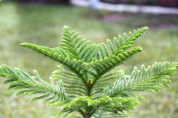 Background of tree bush with dew, empty