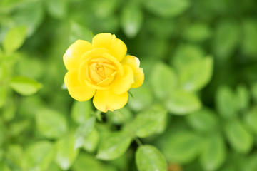 yellow rose in the garden.