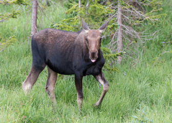 Fototapeta premium Shiras Moose of The Colorado Rocky Mountains
