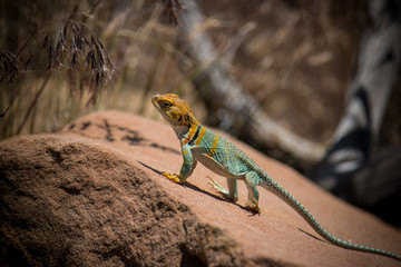 Collard Lizard