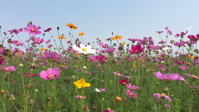 Cosmos flower field landscape color pink, yellow and white.