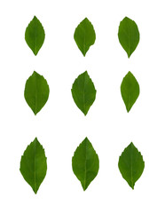 Set of green leaves isolated on white background