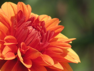 Exotic Flower red/orange close up
