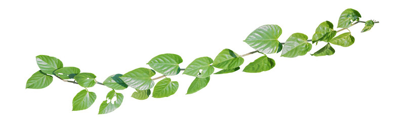 Ivy vine plant, wild climbing on white background, clipping path.