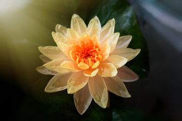 Beautiful lotus flower is the symbol of the Buddha, Thailand.