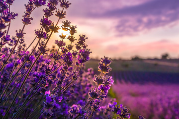 Close up of blooming lavender flowers under the summer sunset rays.