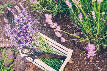 A bunch of freshly cut lavender flowers and rusty old scissors in a small white wooden crate laid...