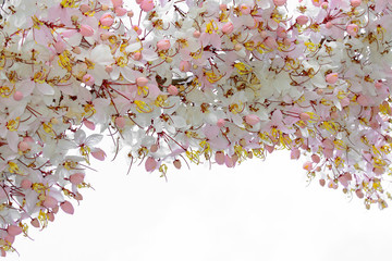 spring background, cherry blossom trees  landscape