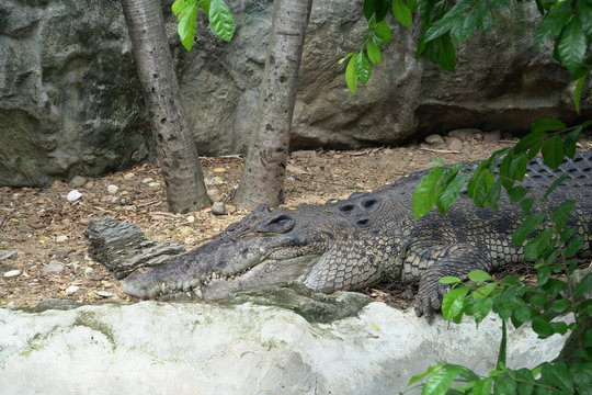 Image of a crocodile sleeping and resting in a zoo