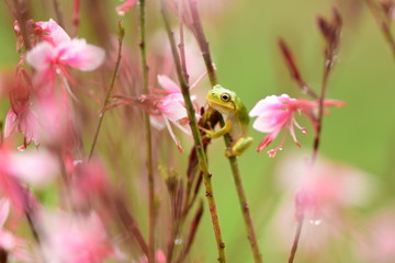 Obraz premium カエル