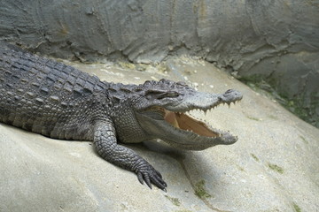 Fototapeta na wymiar Image of a Crocodile opened mouth and closed eye Resting In A Crocodiles Farm