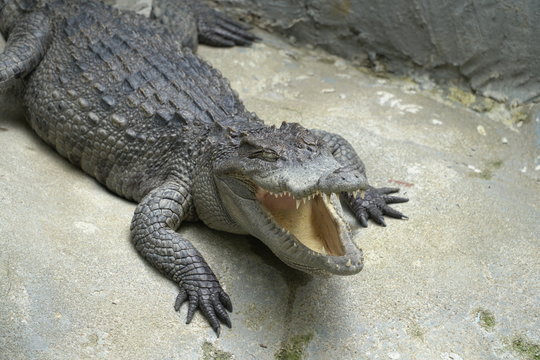 Image of a Crocodile opened mouth and closed eye Resting In A Crocodiles Farm